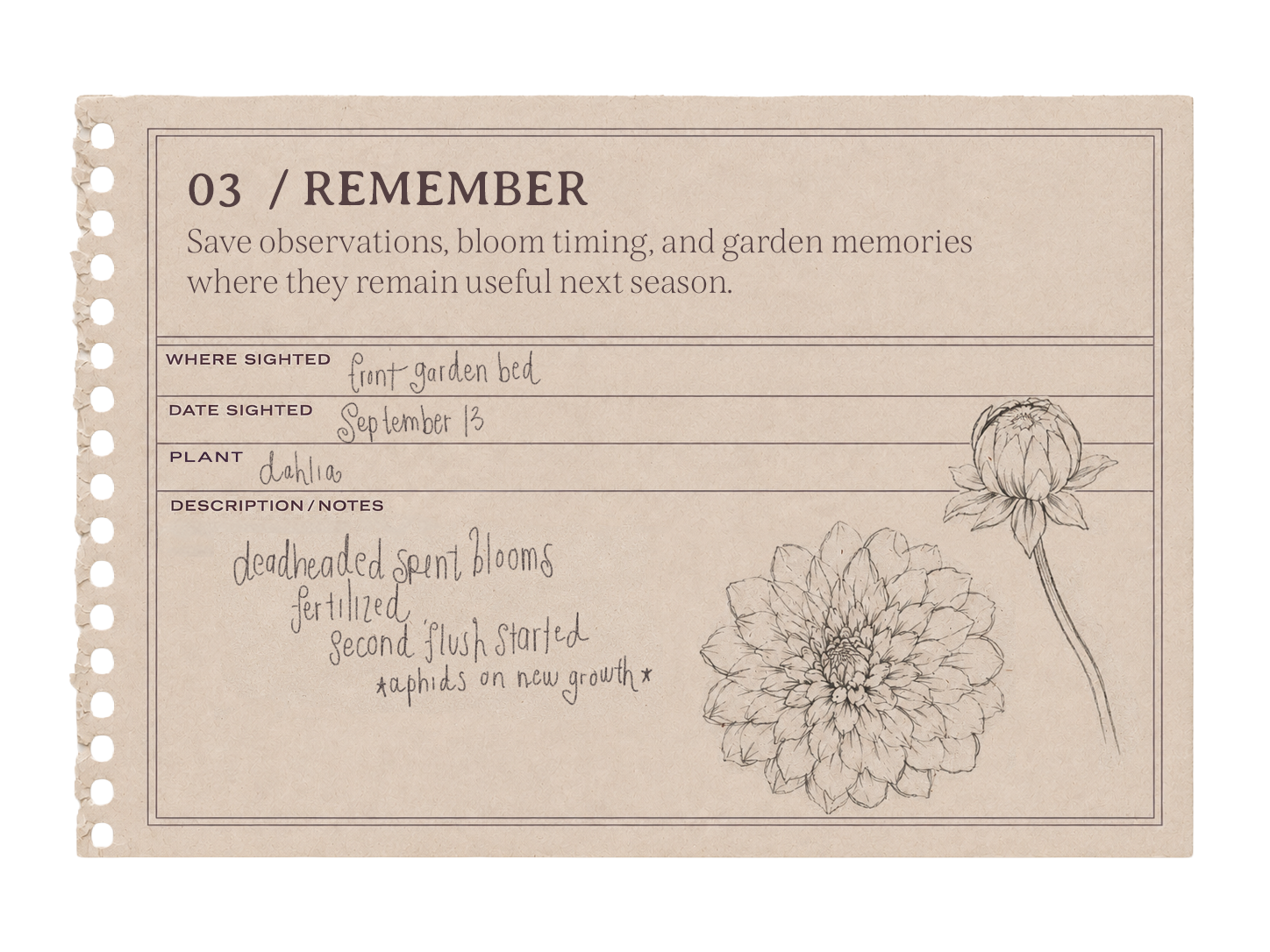 Remember card showing garden observations and dahlia sketches